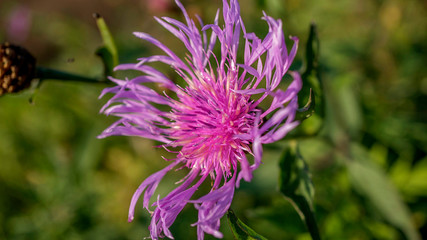 Kwiaty ostu na łące 