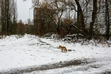 Wild fox walks in deserted ghost city of Pripyat, near Chernobyl nuclear power plant, Prypiat,...
