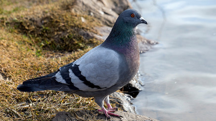 gołąb przy wodzie © Roman Trojanowski