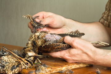 hands of man plucking a wild bird