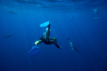 A family of wild dolphins playing in the clear ocean waters. Mauritius, Indian Ocean