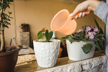 woman water the plants