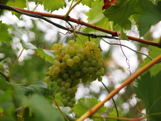 bunch of  green grapes