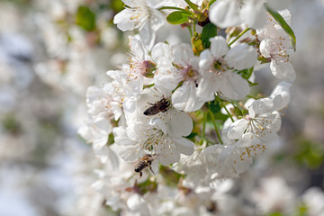 Flowering branch of pear tree on a sunny spring day. Pear tree flowers and buds. Pear blossom in early spring. Shallow depth of field.