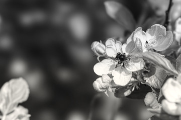 Fototapeta na wymiar wasp on close up of a white flower