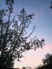 sunset in the forest