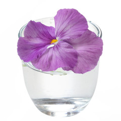 Purple colored pansy flower on transparent glass 

