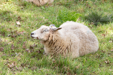 Naklejka na ściany i meble Sheep lying in a field in Brittany