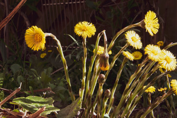 Der Huflattich gehört zu der Familie der Korbblütler. Er ist einer der ersten Frühjahrsblumen,...