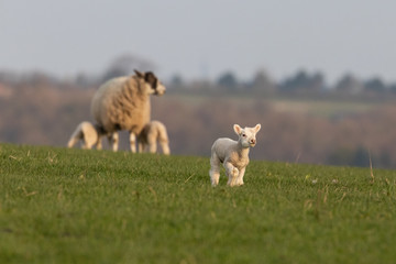 A lamb running through a field with a soft focused sheep and lambs in the background