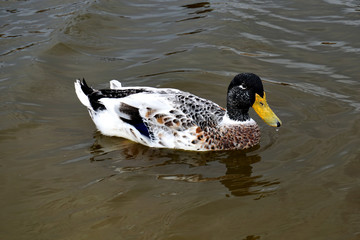 Wild duck swimming on a pond

