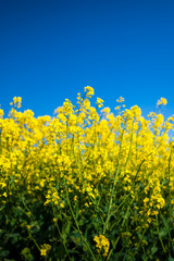 Rapsfeld mit strahlend blauem Himmel