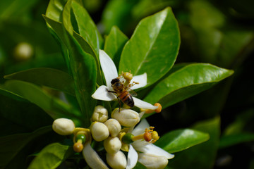 spring flowers and bee