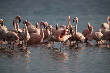 Lesser Flamingos, Kenya