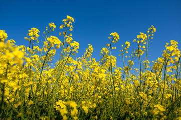 Obraz premium Rapsfeld mit strahlend blauem Himmel