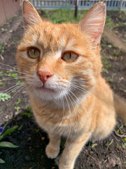 Red cat in the spring garden.