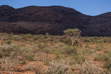 arbre acacia épineux savane africaine montagne