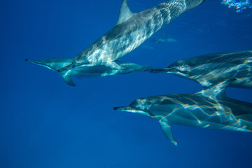 Fototapeta premium A family of wild dolphins playing in the clear ocean waters. Mauritius, Indian Ocean