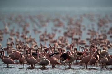 Lesser Flamingos at Bagoria lake, Kenya