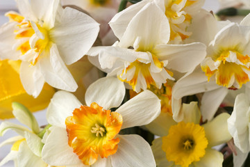 Fototapeta na wymiar Bouquet of beautiful daffodils of different types background. Spring flowers, terry and yellow stamens daffodils.
