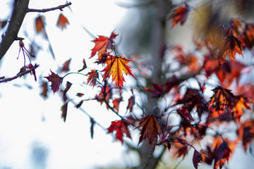 Japanese red maple leaves on a spring afternoon sunlight.