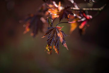 Japanese red maple leaves on a spring afternoon sunlight.