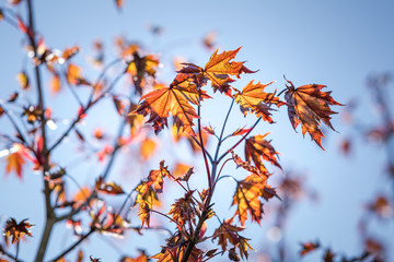 Japanese red maple leaves on a spring afternoon sunlight.