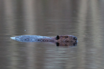 Beaver on Pond - obrazy, fototapety, plakaty