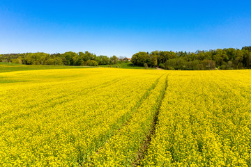 Rapsfeld in Bayern im Frühling