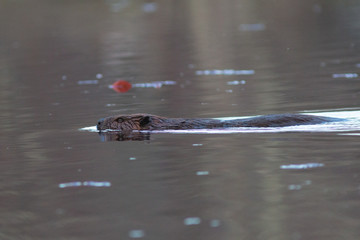 Beaver on Pond