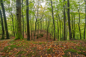 Scenic view of a beech wood in spring