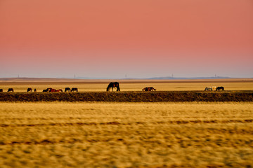 Panoramic view: beautiful spring landscape: spring huge great steppe wakes up from winter sleep - snow and ice just melted, sunset, Kazakhstan