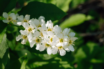 Close-up of bird cherry flower. Prunus padus, known as hackberry, hagberry, or Mayday tree. Selective focus.