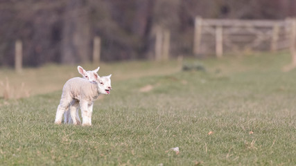 Two lambs in an open field calling for their mother
