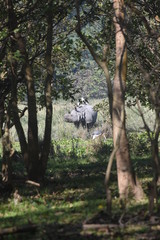 Fototapeta premium rhino