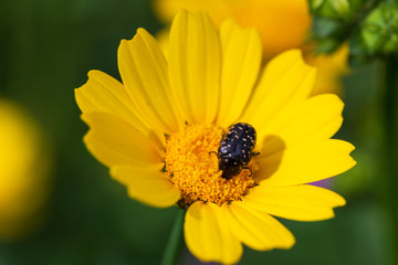 yellow chrysanthemum flowers. yellow flower in the garden. Yellow Daisy Macro. joyful, Sunny, happy background of many yellow daisies close-up	