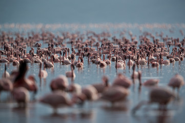Fototapeta premium Lesser Flamingos at Lake Bagoria