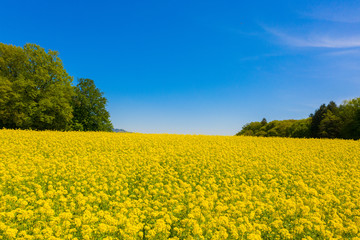 Obraz premium Rapsfeld in Bayern im Frühling