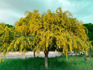 Foto op Aluminium Big yellow blooming mimosa tree spring flowers acacia dealbata © Alona Gryadovaya