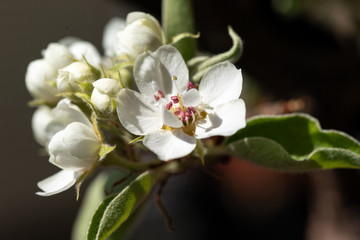 Fototapeta na wymiar Blossoms on pear tree