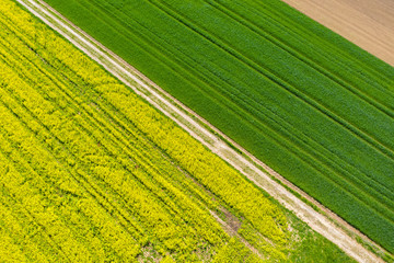 Rapsfeld in Bayern im Frühling