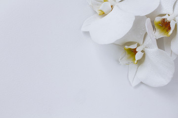White orchid flower on a white textured background, space for text, flat sunbed, top view