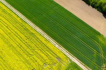 Rapsfeld in Bayern im Frühling