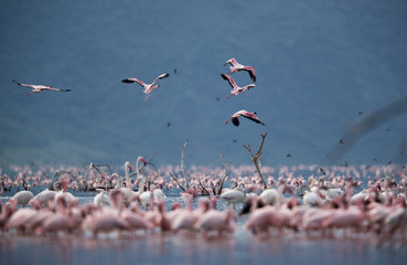 Lesser Flamingos flying at Bagoria Lake