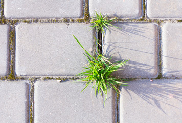 Closeup grass that grows on the joints of the concrete yard with a copy area.