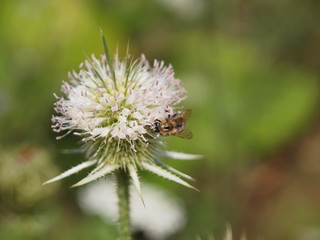 bee on the thistle flower in spring