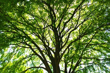 Pecan tree in noon sun