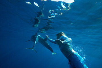A family of wild dolphins playing in the clear ocean waters. Mauritius, Indian Ocean