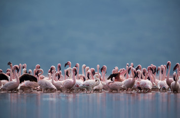 Obraz premium Lesser Flamingos, Lake Bagoria