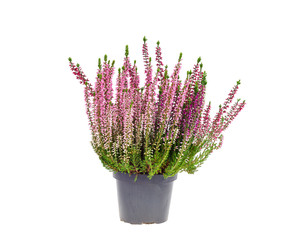 Blooming pink heather bush in pot. Photo - obrazy, fototapety, plakaty
